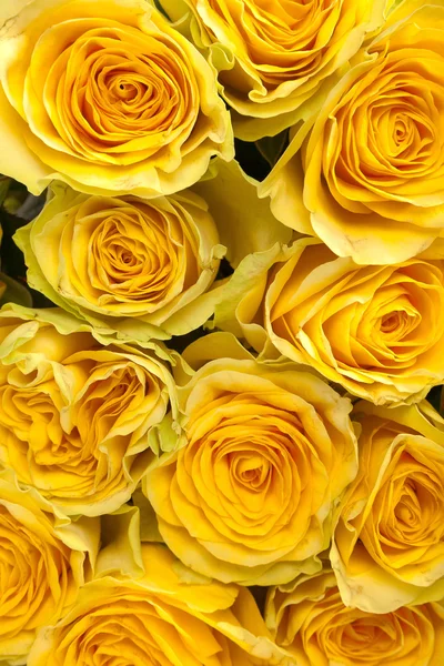 Group of fresh yellow roses — Stock Photo, Image