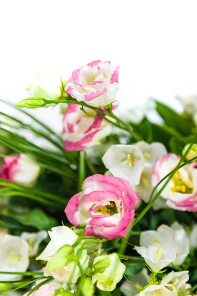 Jarní květy pozadí na bílém pozadí — Stock fotografie