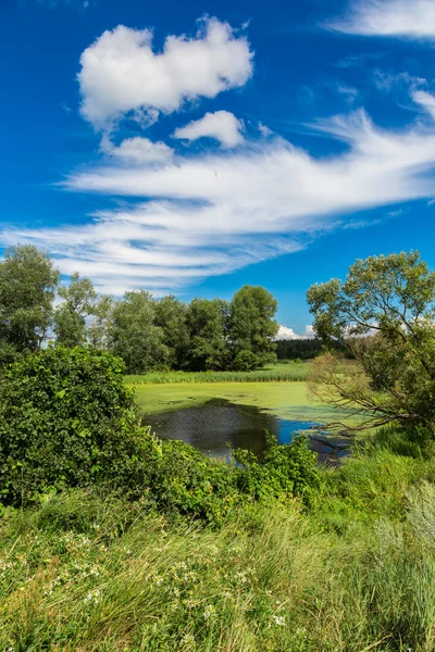 Панорама літнього ранкового озера — стокове фото