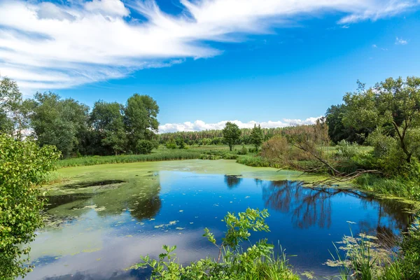 Panorama över sommaren morgon sjö — Stockfoto