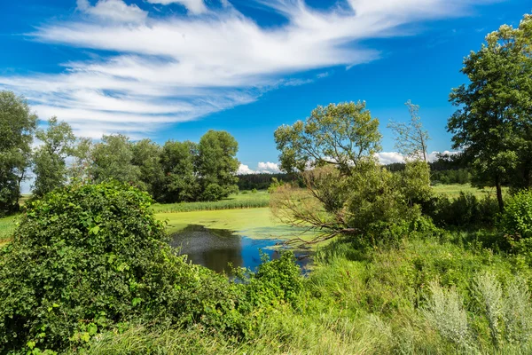 Panorama of summer morning lake — Stock Photo, Image