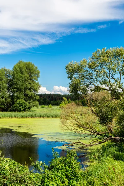 Панорама летнего утреннего озера — стоковое фото