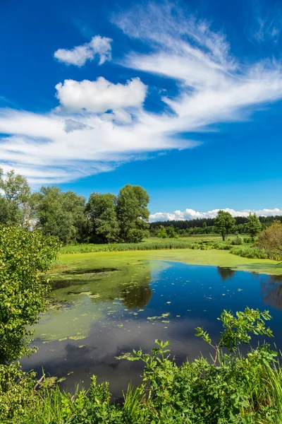 Панорама літнього ранкового озера — стокове фото