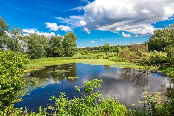 Панорама літнього ранкового озера — стокове фото