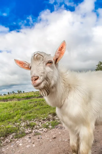 Portrait of a goat eating a grass on a green meadow — Stock Photo, Image