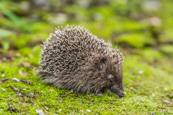 Wild Hedgehog está à procura de comida — Fotografia de Stock