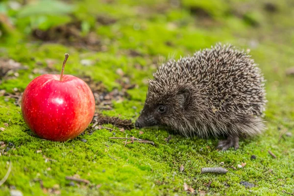 野生のハリネズミは、食べ物を探しています — ストック写真