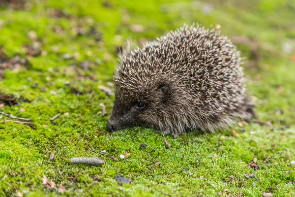 Wild Hedgehog está à procura de comida — Fotografia de Stock