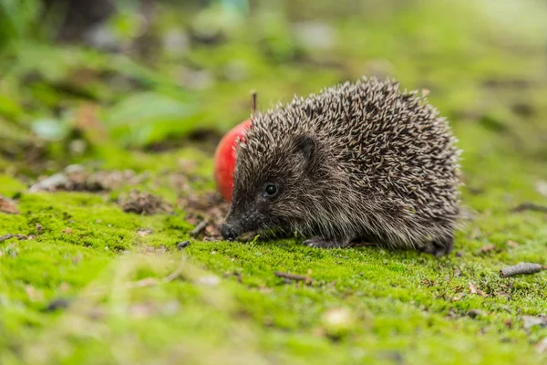 Wild Hedgehog está à procura de comida — Fotografia de Stock