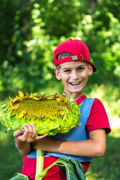 Joven niño feliz celebrar girasol en un jardín —  Fotos de Stock