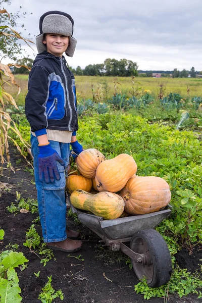 Cute boy with a wheelbarrow full of pumpkin — Stock Photo, Image