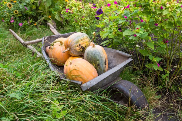 Pumpkins in pumpkin patch waiting to be sold — Stock Photo, Image