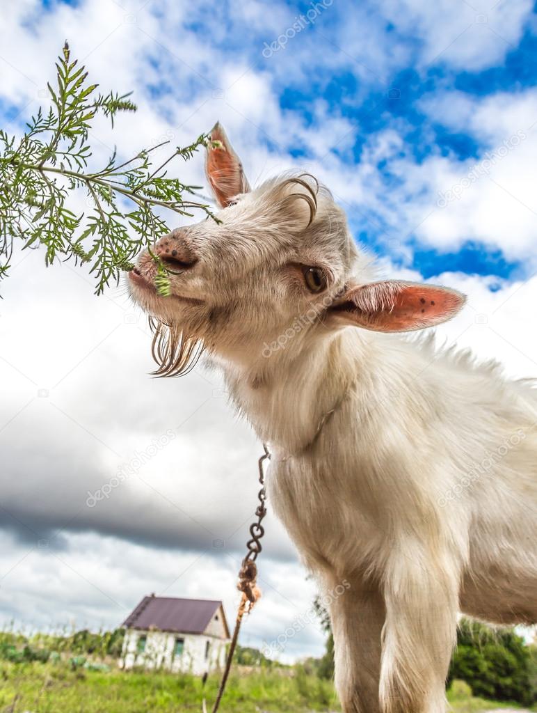 Portrait of a goat eating a grass on a green meadow