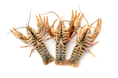 nehir ham crayfishes