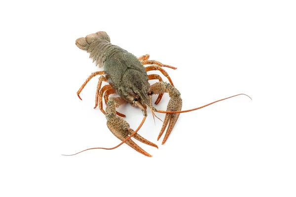 River raw crayfish — Stock Photo, Image