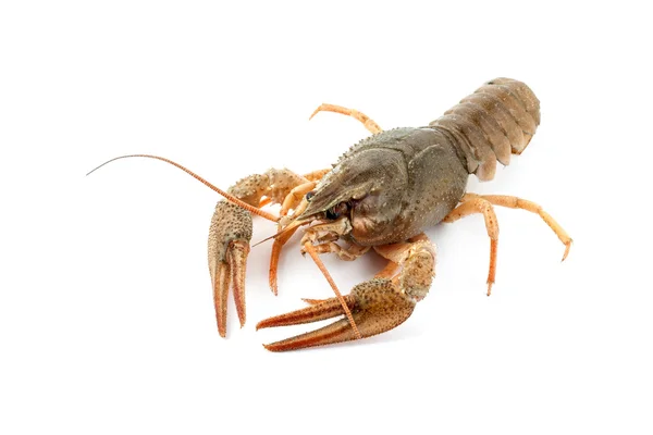 River raw crayfish — Stock Photo, Image