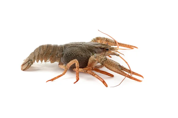 River raw crayfish — Stock Photo, Image