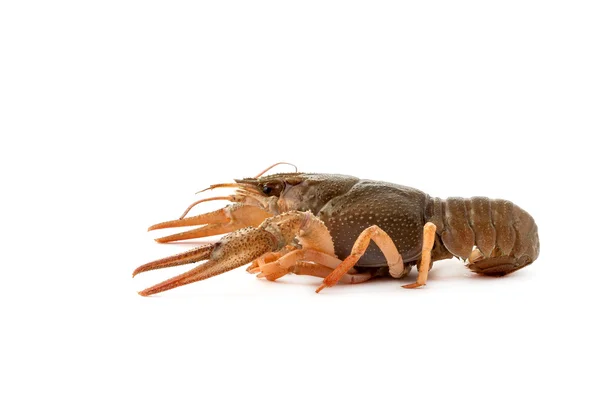 River raw crayfish — Stock Photo, Image