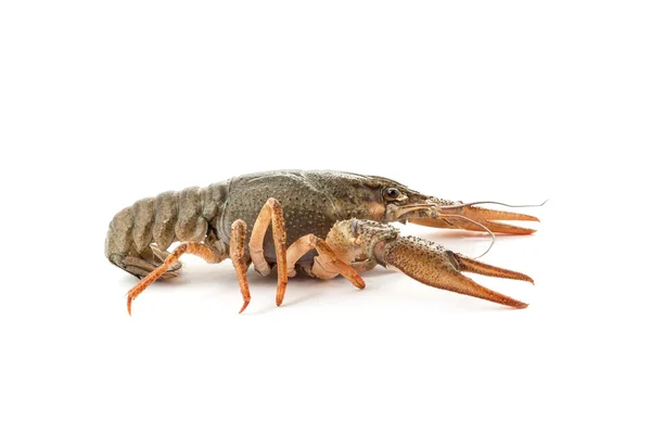 River raw crayfish — Stock Photo, Image