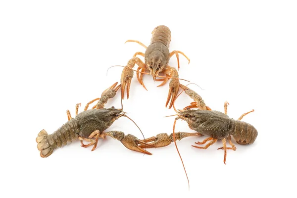 Οι πρώτες crayfishes ποταμού — Φωτογραφία Αρχείου