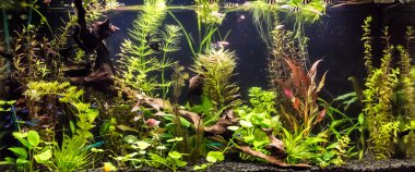 ttropical Akvaryum balıkları ile