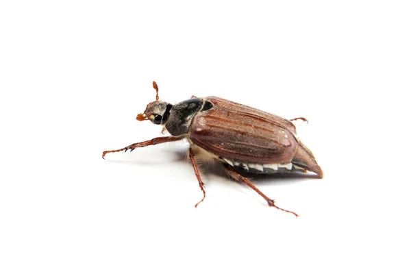 Kan bug — Stockfoto