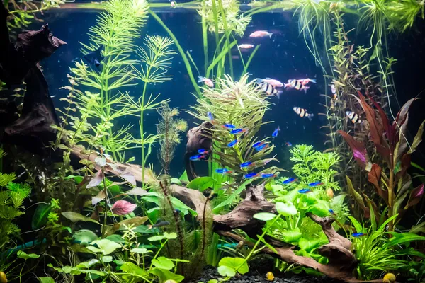 Ттропический аквариум с рыбами — стоковое фото