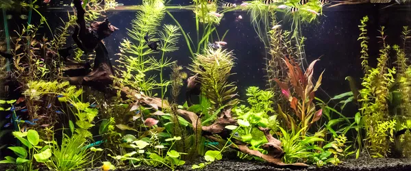 Aquarium tropical avec poissons — Photo