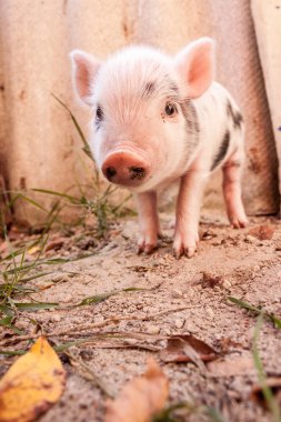 sevimli bir çamurlu piglet açık havada f üzerinde çalışan bir close-up