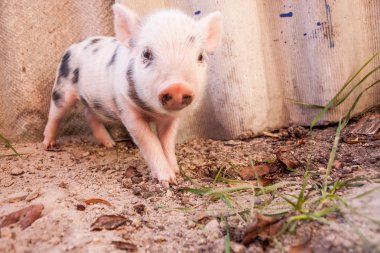 sevimli bir çamurlu piglet açık havada f üzerinde çalışan bir close-up