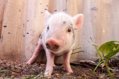 sevimli bir çamurlu piglet açık havada f üzerinde çalışan bir close-up