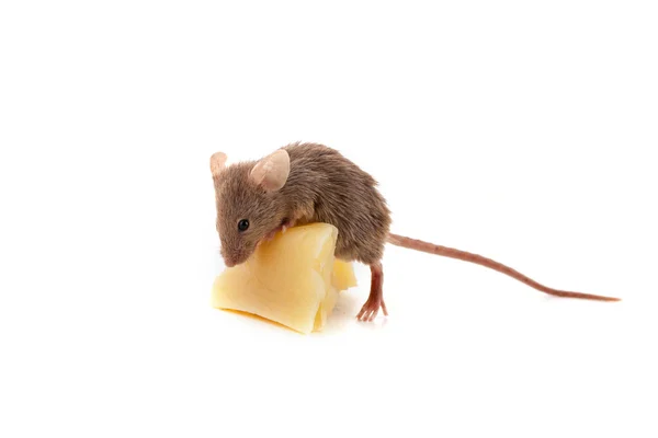 Mouse and cheese — Stock Photo, Image