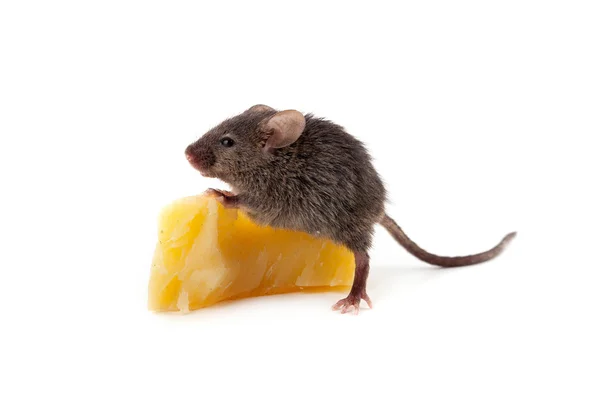 Mouse and cheese — Stock Photo, Image