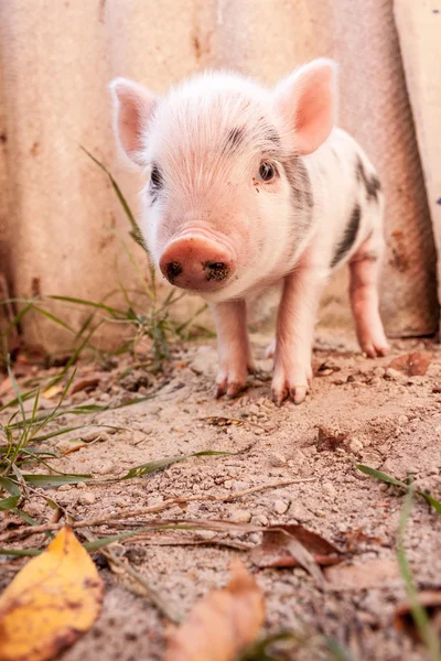 Primer plano de un lindo lechón fangoso corriendo al aire libre en la f — Foto de Stock