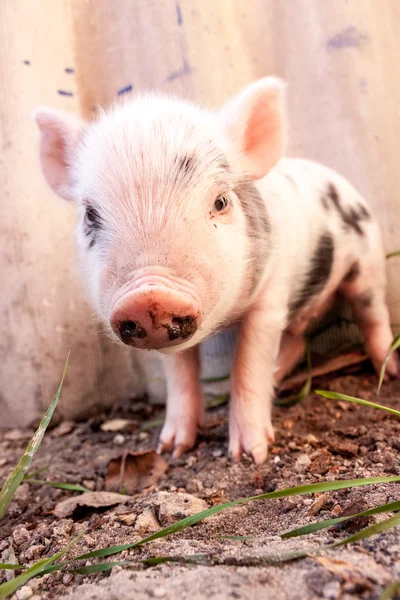 Close-up of a cute muddy piglet running around outdoors on the f — Stock Photo, Image