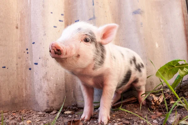 Close-up of a cute muddy piglet running around outdoors on the f — Stock Photo, Image