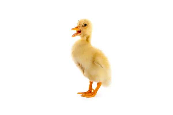 El patito amarillo pequeño — Foto de Stock