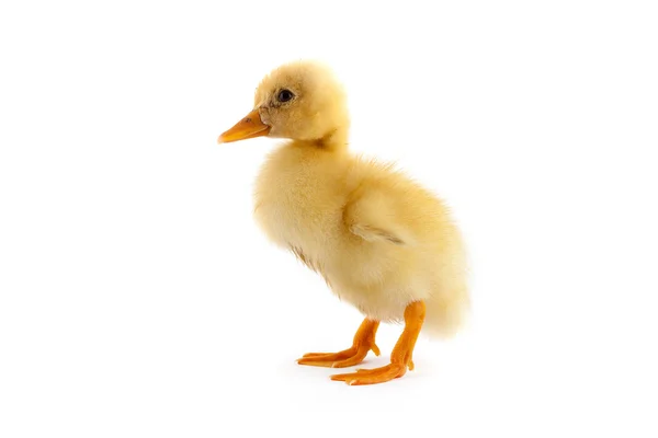Sarı küçük ördek yavrusu — Stok fotoğraf