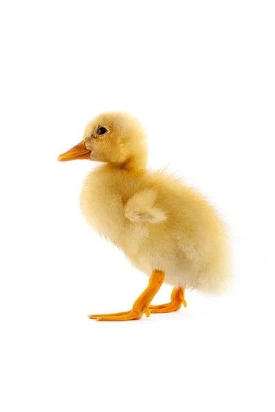 El patito amarillo pequeño — Foto de Stock