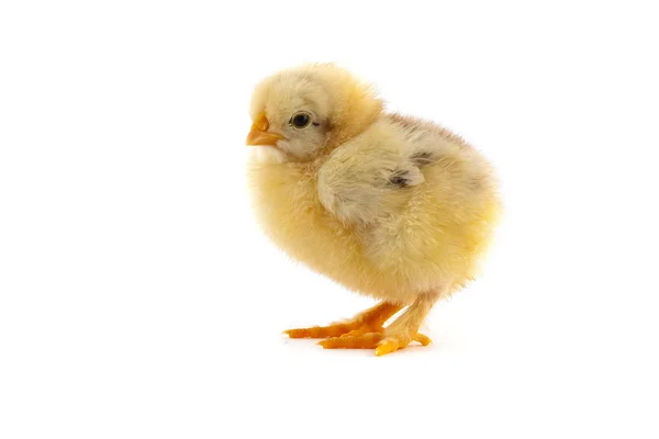 The yellow small chick — Stock Photo, Image