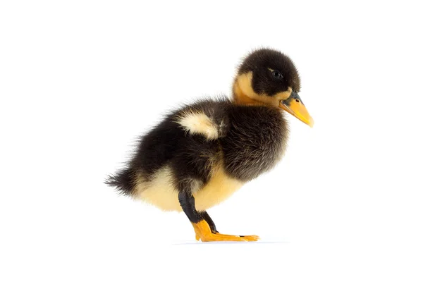 Siyah küçük ördek yavrusu — Stok fotoğraf