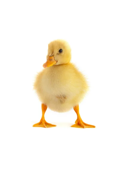 El patito amarillo pequeño — Foto de Stock