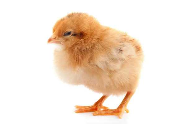 The yellow small chick — Stock Photo, Image