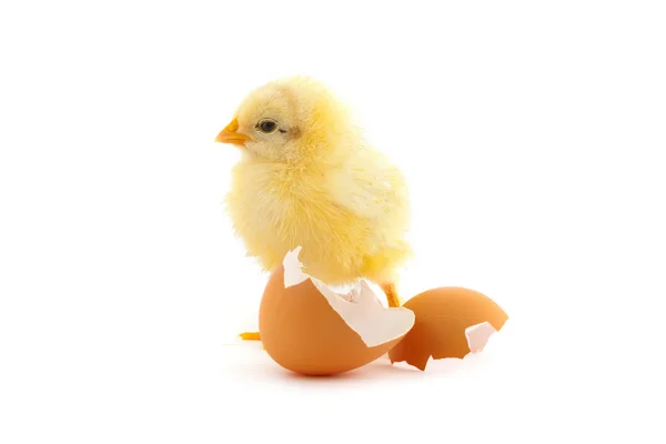 The yellow small chick — Stock Photo, Image