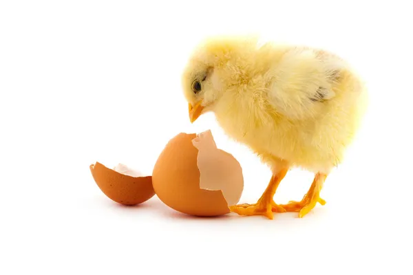 El pollito amarillo — Foto de Stock