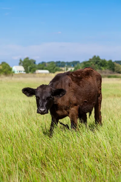 Calf — Stock Photo, Image