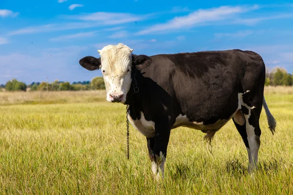 Cow in the field — Stock Photo, Image