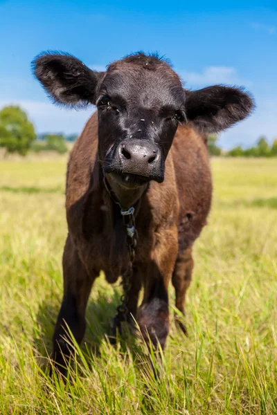 Calf — Stock Photo, Image