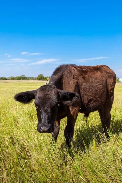 Calf — Stock Photo, Image