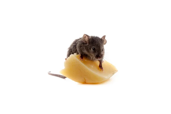 Souris et fromage — Photo